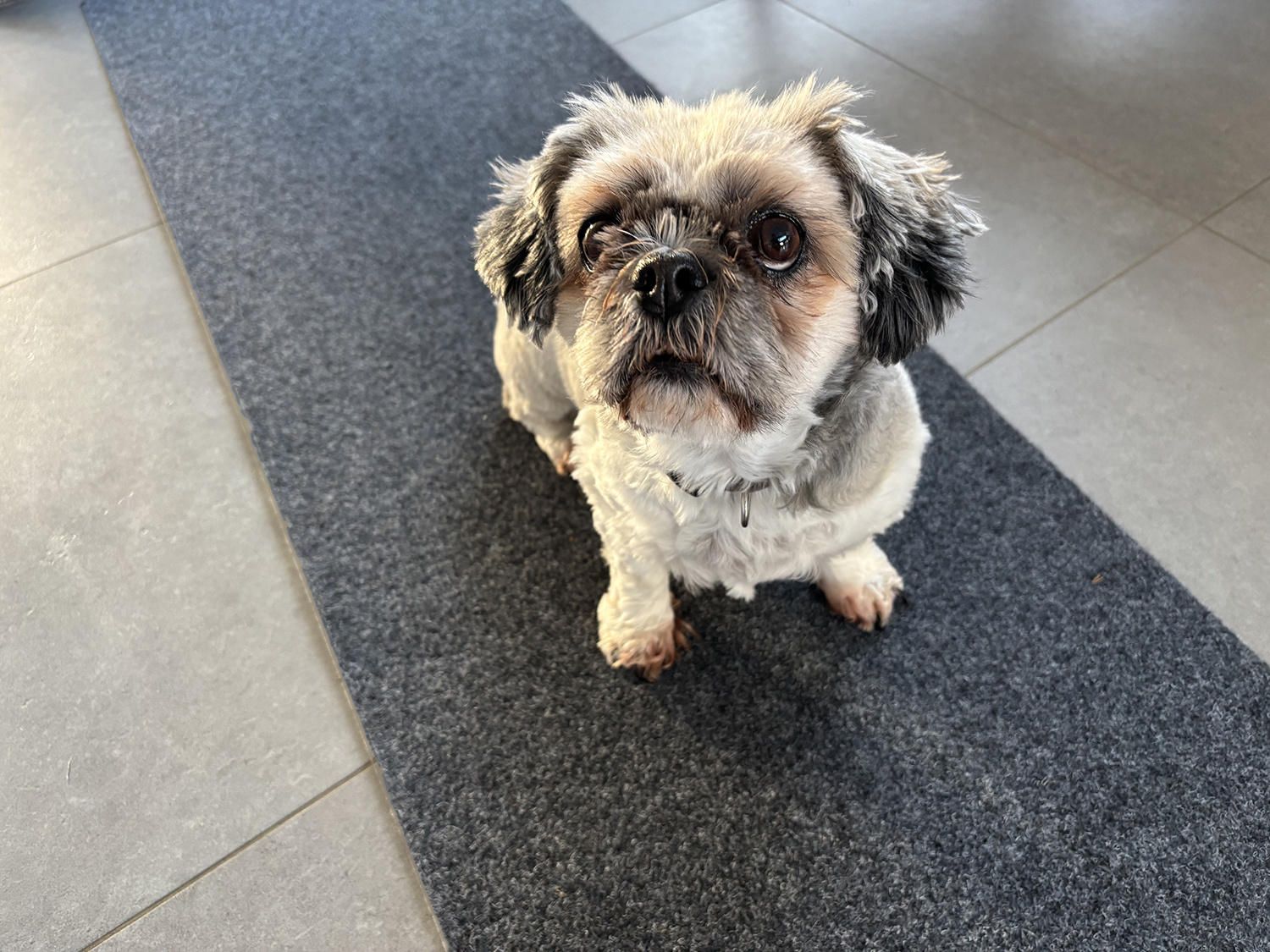 JYG STAR lopertapijt Antraciet breedte 50cm