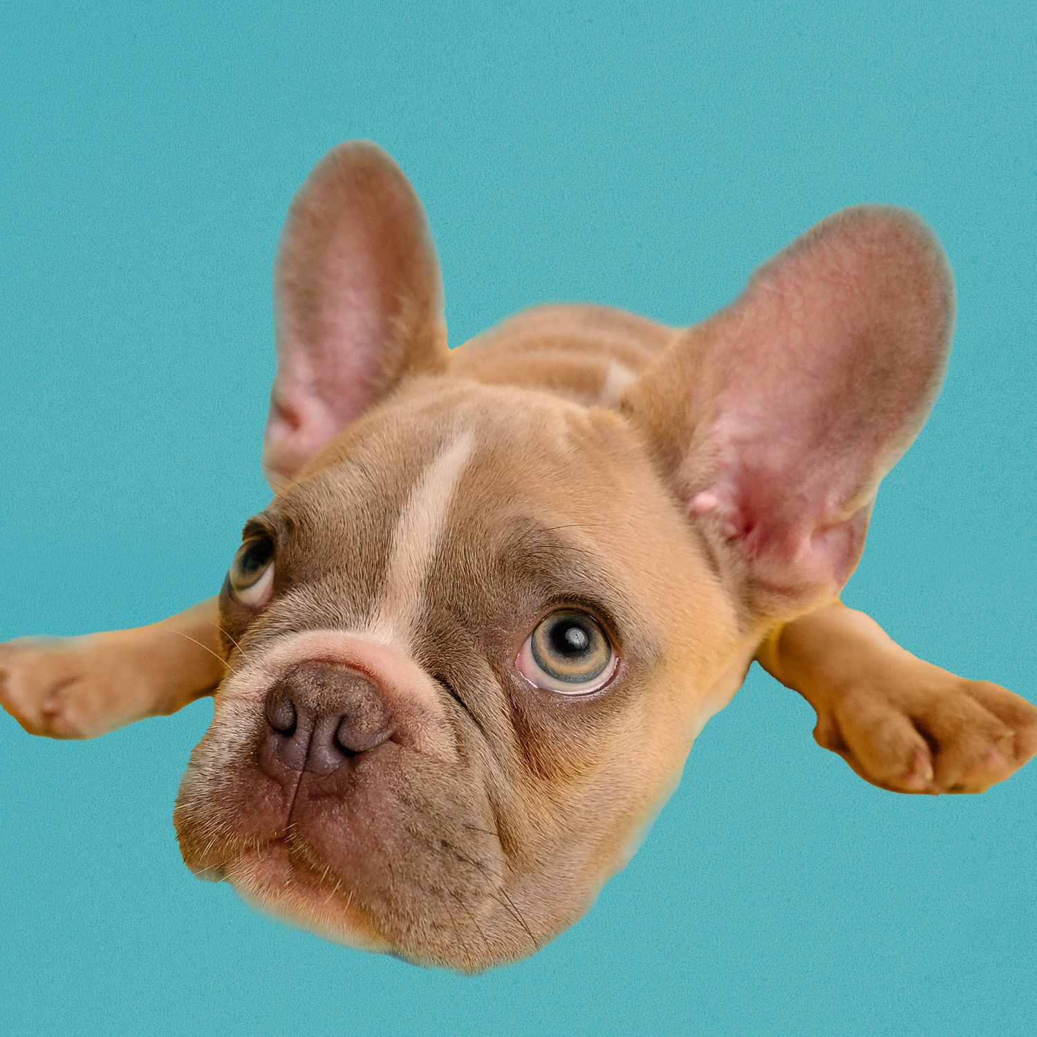 Hemelsblauwe Loper op lengte - 100cm